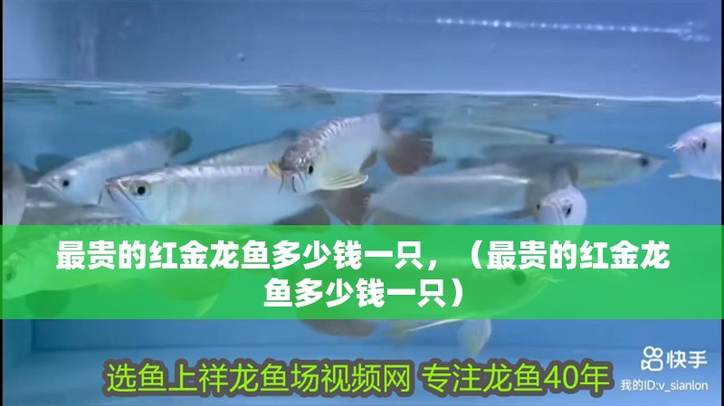 最貴的紅金龍魚多少錢一只，（最貴的紅金龍魚多少錢一只）