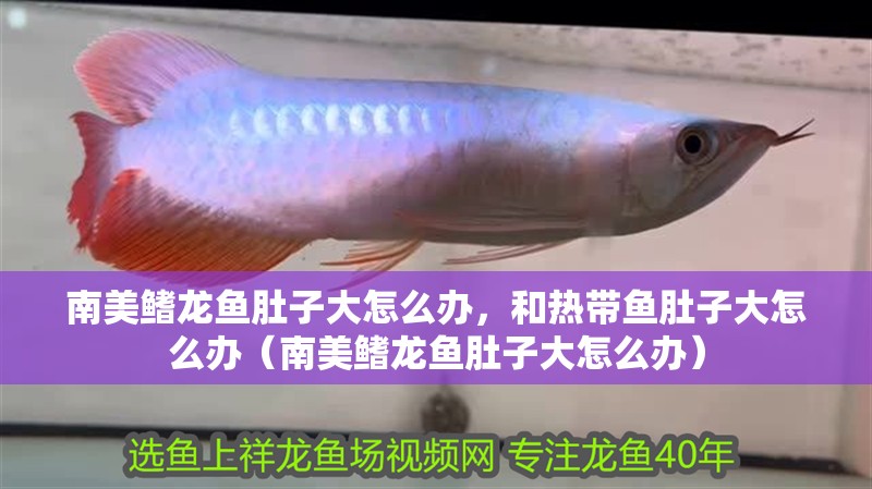 南美鰭龍魚肚子大怎么辦，和熱帶魚肚子大怎么辦（南美鰭龍魚肚子大怎么辦）
