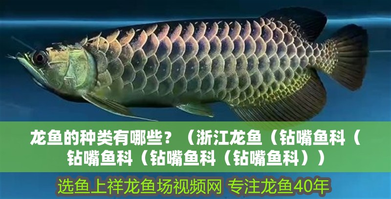 龍魚的種類有哪些？（<strong><mark>浙江</mark></strong>龍魚（鉆嘴魚科（鉆嘴魚科（鉆嘴魚科（鉆嘴魚科））