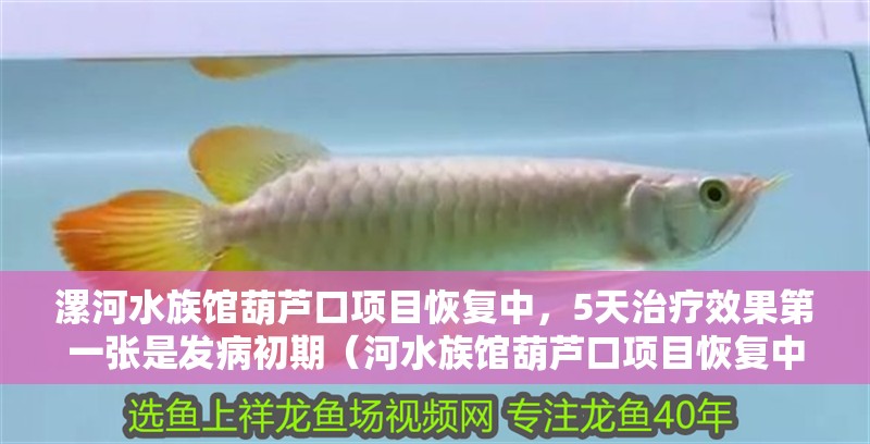 漯河水族館葫蘆口項目恢復中，5天治療效果第一張是發病初期（河水族館葫蘆口項目恢復中，5天治療效果第一張是發病初期）