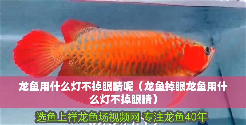 龍魚用什么燈不掉眼睛呢（龍魚掉眼龍魚用什么燈不掉眼睛）