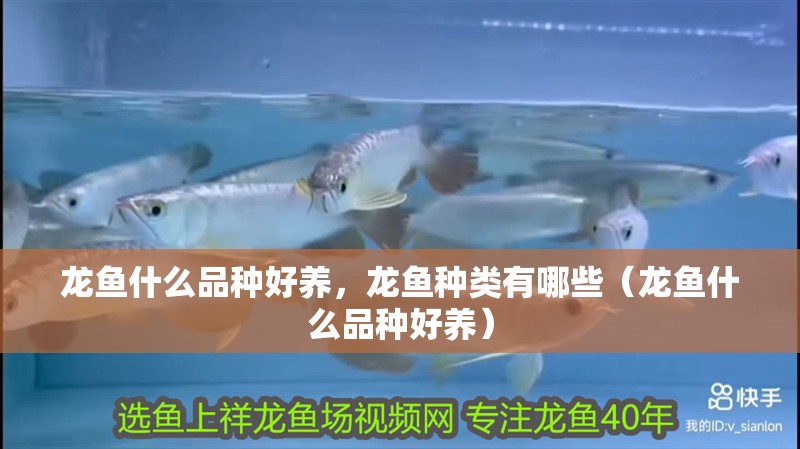 龍魚什么品種好養，龍魚種類有哪些（龍魚什么品種好養）