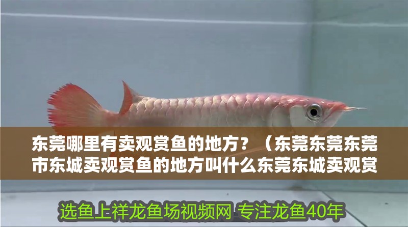 東莞哪里有賣觀賞魚的地方？（東莞東莞東莞市東城賣觀賞魚的地方叫什么東莞東城賣觀賞魚）