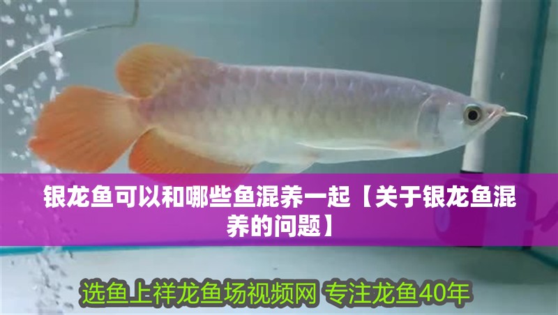 銀龍魚可以和哪些魚混養一起【關于銀龍魚混養的問題】