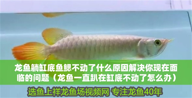 龍魚躺缸底魚鰓不動了什么原因解決你現在面臨的問題（龍魚一直趴在缸底不動了怎么辦）