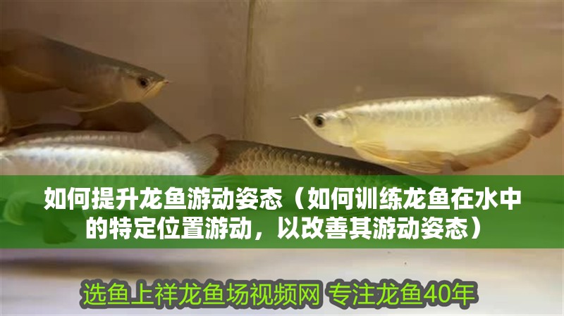 如何提升龍魚游動姿態（如何訓練龍魚在水中的特定位置游動，以改善其游動姿態） 如何提升龍魚游動姿態（如何訓練龍魚在水中的特定位置游動，以改善其游動姿態） 觀賞魚百科 第2張