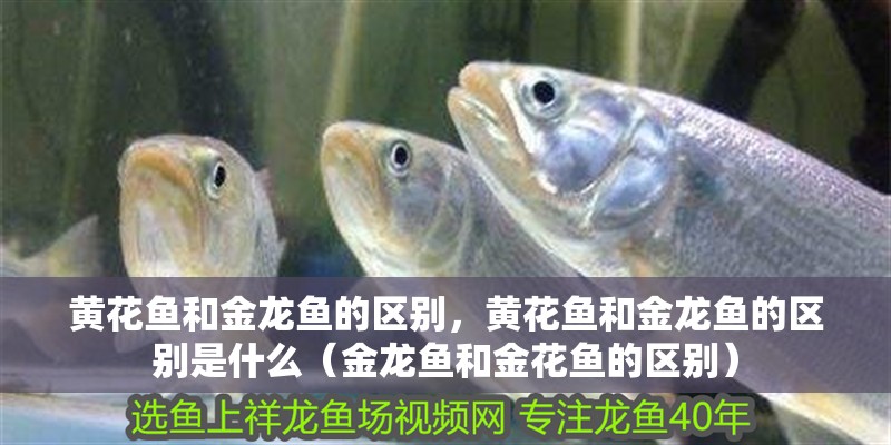 黃花魚和金龍魚的區別，黃花魚和金龍魚的區別是什么（金龍魚和金花魚的區別）