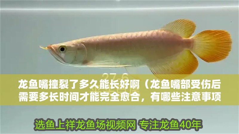 龍魚嘴撞裂了多久能長好?。堲~嘴部受傷后需要多長時間才能完全愈合，有哪些注意事項）