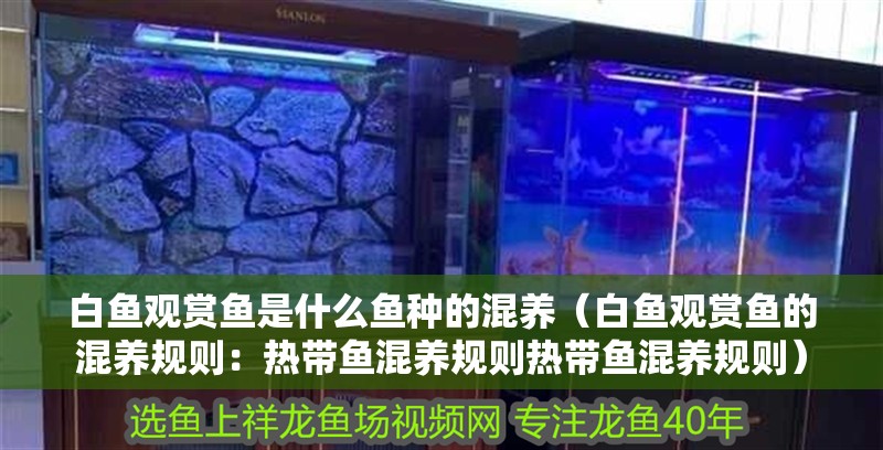 白魚觀賞魚是什么魚種的混養（白魚觀賞魚的混養規則：熱帶魚混養規則熱帶魚混養規則）