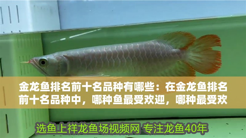 金龍魚排名前十名品種有哪些：在金龍魚排名前十名品種中，哪種魚最受歡迎，哪種最受歡迎