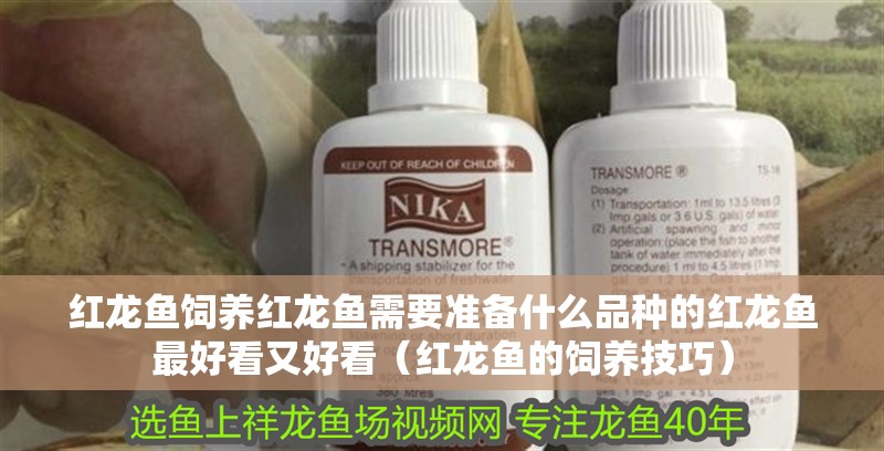 紅龍魚飼養紅龍魚需要準備什么品種的紅龍魚最好看又好看（紅龍魚的飼養技巧）