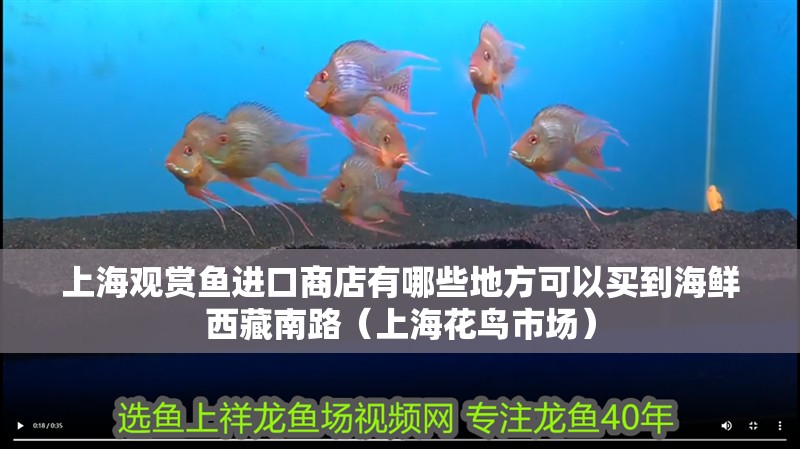 上海觀賞魚進(jìn)口商店有哪些地方可以買到海鮮西藏南路（上海花鳥市場）