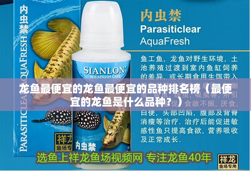 龍魚最便宜的龍魚最便宜的品種排名榜（最便宜的龍魚是什么品種？）