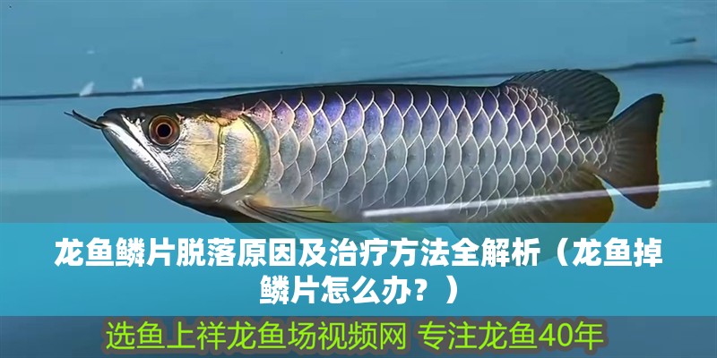 龍魚鱗片脫落原因及治療方法全解析（龍魚掉鱗片怎么辦？）