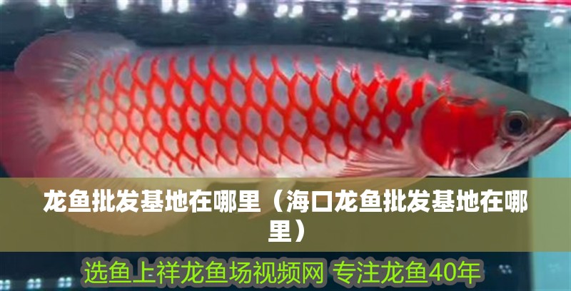 龍魚批發基地在哪里（海口龍魚批發基地在哪里）