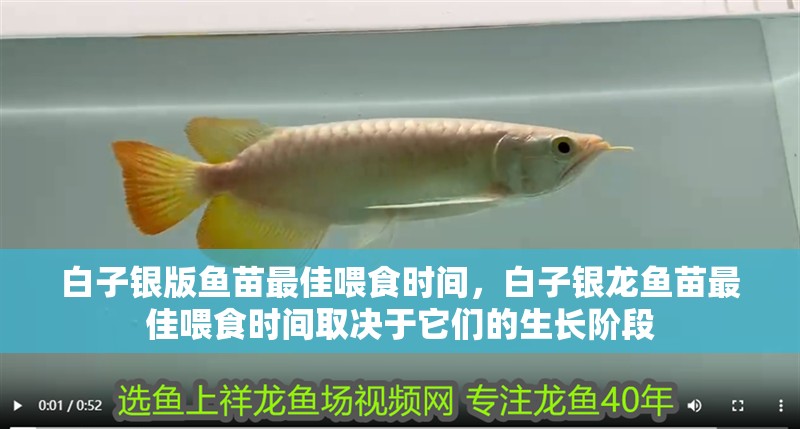 白子銀版魚苗最佳喂食時(shí)間，白子銀龍魚苗最佳喂食時(shí)間取決于它們的生長階段
