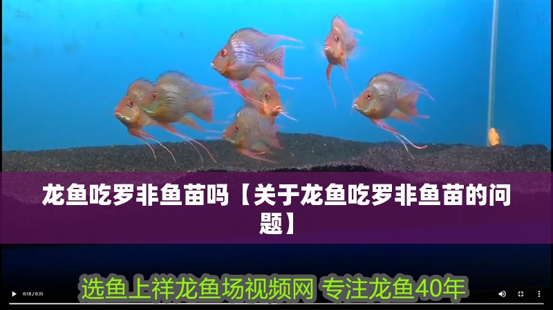龍魚吃羅非魚苗嗎【關(guān)于龍魚吃羅非魚苗的問題】