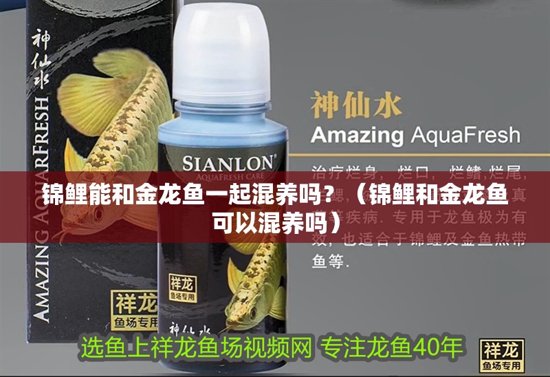 錦鯉能和金龍魚一起混養嗎？（錦鯉和金龍魚可以混養嗎）