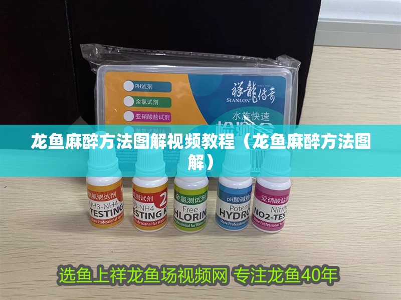 龍魚麻醉方法圖解視頻教程（龍魚麻醉方法圖解）