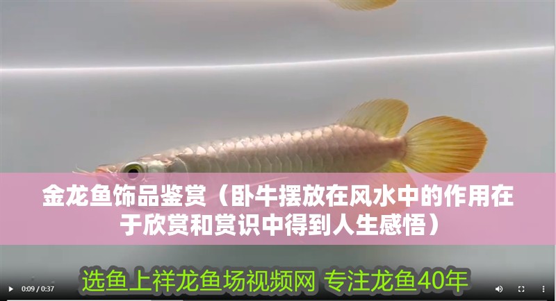金龍魚飾品鑒賞（臥牛擺放在風水中的作用在于欣賞和賞識中得到人生感悟）