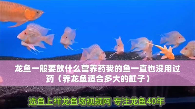 龍魚一般要放什么營(yíng)養(yǎng)藥我的魚一直也沒用過藥（養(yǎng)龍魚適合多大的缸子）
