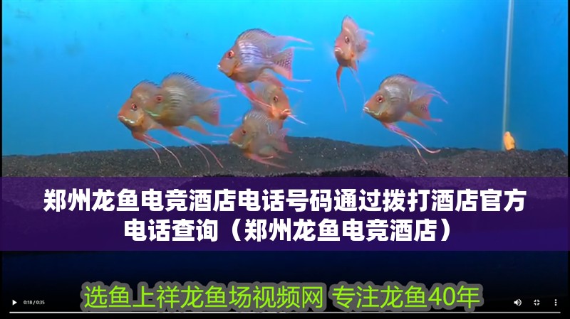 鄭州龍魚電競酒店電話號碼通過撥打酒店官方電話查詢（鄭州龍魚電競酒店）
