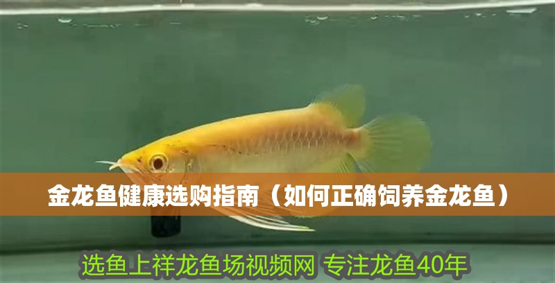 金龍魚健康選購指南（如何正確飼養金龍魚）