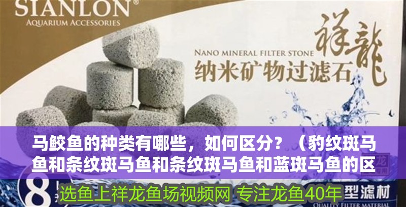 馬鮫魚的種類有哪些，如何區分？（豹紋斑馬魚和條紋斑馬魚和條紋斑馬魚和藍斑馬魚的區別）