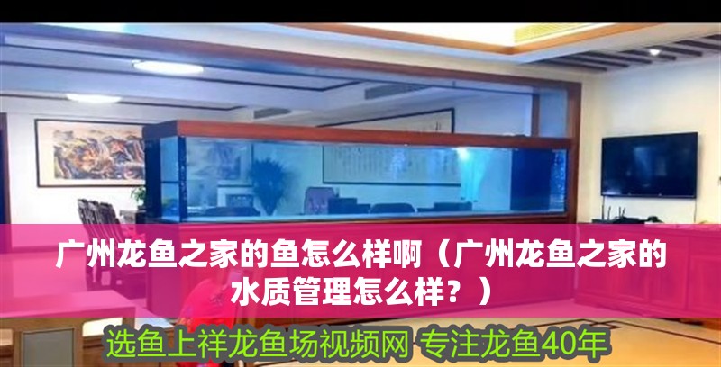 廣州龍魚之家的魚怎么樣啊（廣州龍魚之家的水質(zhì)管理怎么樣？） 廣州龍魚之家的魚怎么樣啊（廣州龍魚之家的水質(zhì)管理怎么樣？） 觀賞魚百科 第2張