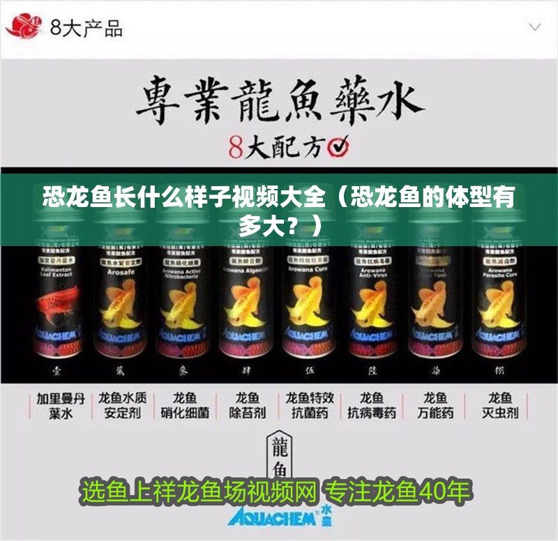 恐龍魚長什么樣子視頻大全（恐龍魚的體型有多大？）