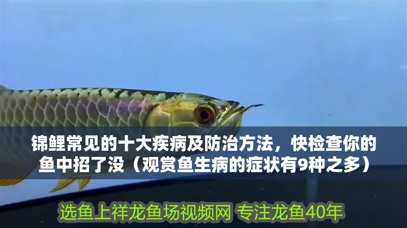 錦鯉常見的十大疾病及防治方法，快檢查你的魚中招了沒（觀賞魚生病的癥狀有9種之多）