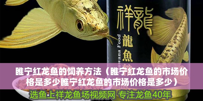 睢寧紅龍魚的飼養方法（睢寧紅龍魚的市場價格是多少睢寧紅龍魚的市場價格是多少）