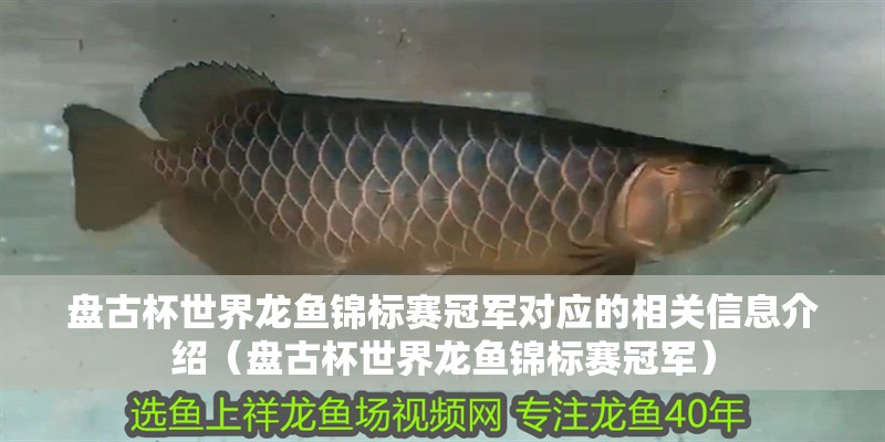 盤古杯世界龍魚錦標賽冠軍對應的相關信息介紹（盤古杯世界龍魚錦標賽冠軍）