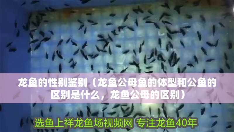龍魚的性別鑒別（龍魚公母魚的體型和公魚的區別是什么，龍魚公母的區別）