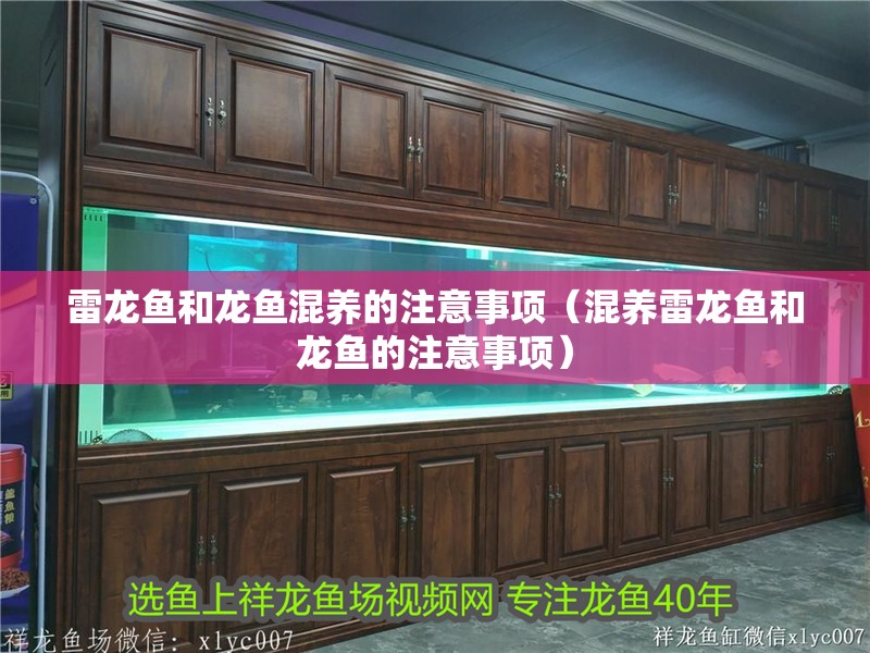 雷龍魚和龍魚混養(yǎng)的注意事項(xiàng)（混養(yǎng)雷龍魚和龍魚的注意事項(xiàng)）