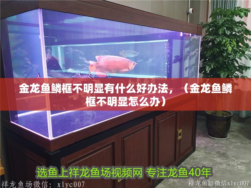 金龍魚(yú)鱗框不明顯有什么好辦法，（金龍魚(yú)鱗框不明顯怎么辦）