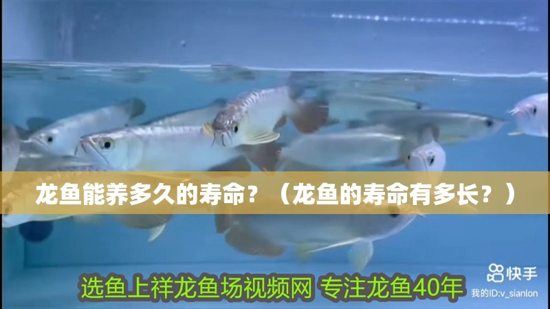 龍魚能養多久的壽命？（龍魚的壽命有多長？）