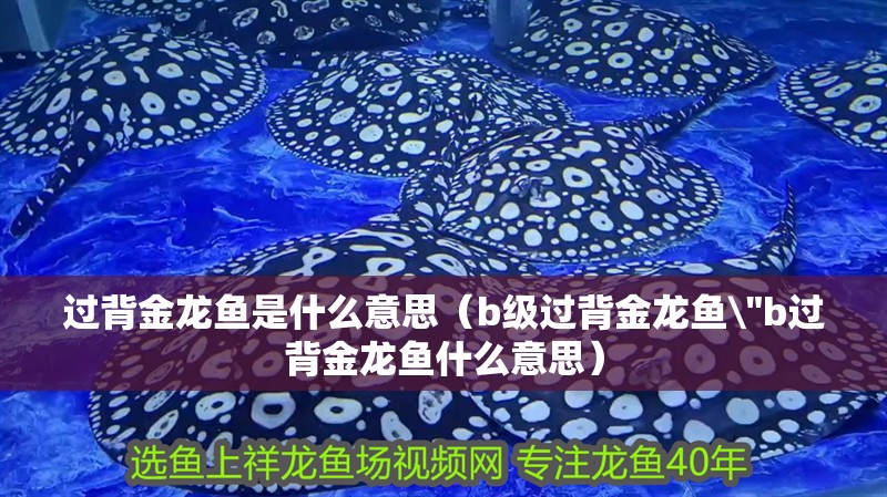 過背金龍魚是什么意思（b級過背金龍魚 過背金龍魚是什么意思（b級過背金龍魚\