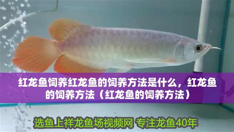 紅龍魚飼養(yǎng)紅龍魚的飼養(yǎng)方法是什么，紅龍魚的飼養(yǎng)方法（紅龍魚的飼養(yǎng)方法）