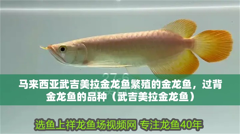 馬來西亞武吉美拉金龍魚繁殖的金龍魚，過背金龍魚的品種（武吉美拉金龍魚）