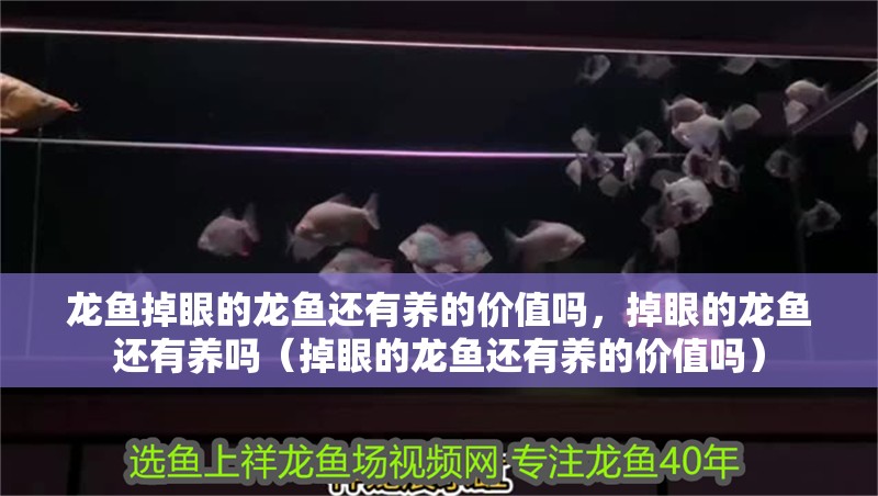 龍魚掉眼的龍魚還有養(yǎng)的價值嗎，掉眼的龍魚還有養(yǎng)嗎（掉眼的龍魚還有養(yǎng)的價值嗎）
