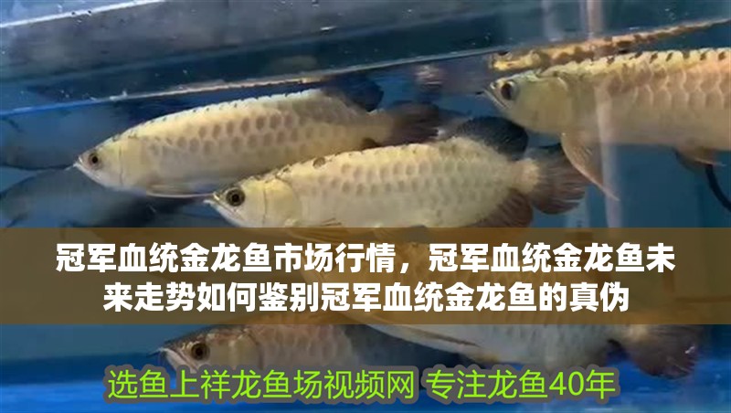 冠軍血統金龍魚市場行情，冠軍血統金龍魚未來走勢如何鑒別冠軍血統金龍魚的真偽