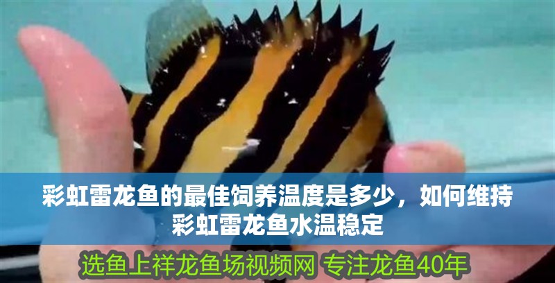 彩虹雷龍魚的最佳飼養溫度是多少，如何維持彩虹雷龍魚水溫穩定
