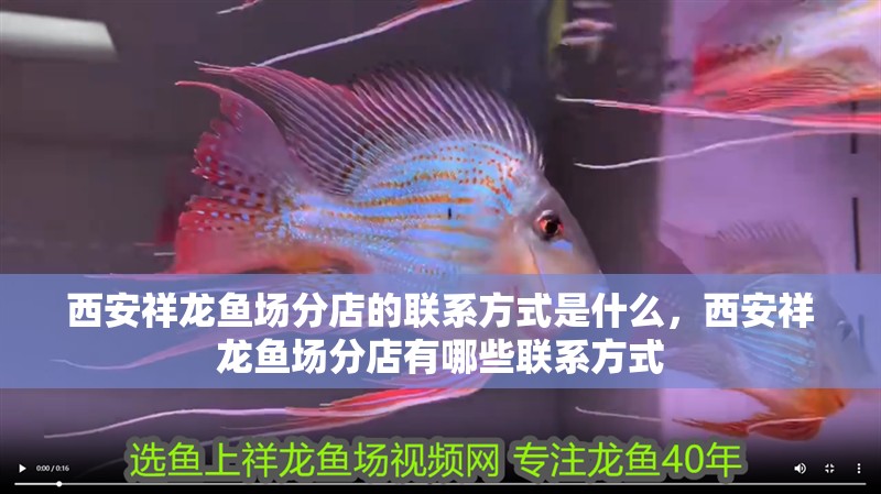 西安祥龍魚場分店的聯系方式是什么，西安祥龍魚場分店有哪些聯系方式