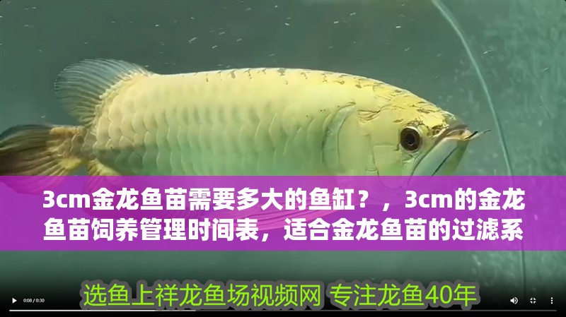 3cm金龍魚苗需要多大的魚缸？，3cm的金龍魚苗飼養(yǎng)管理時(shí)間表，適合金龍魚苗的過濾系統(tǒng)