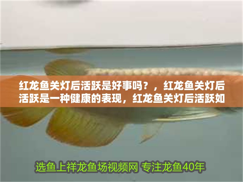 紅龍魚關燈后活躍是好事嗎？，紅龍魚關燈后活躍是一種健康的表現，紅龍魚關燈后活躍如何改善 紅龍魚關燈后活躍是好事嗎？，紅龍魚關燈后活躍是一種健康的表現，紅龍魚關燈后活躍如何改善 龍魚百科