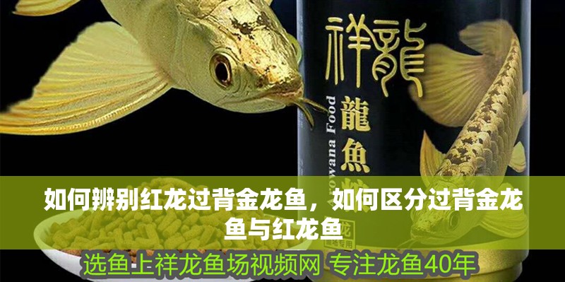 如何辨別紅龍過背金龍魚，如何區分過背金龍魚與紅龍魚