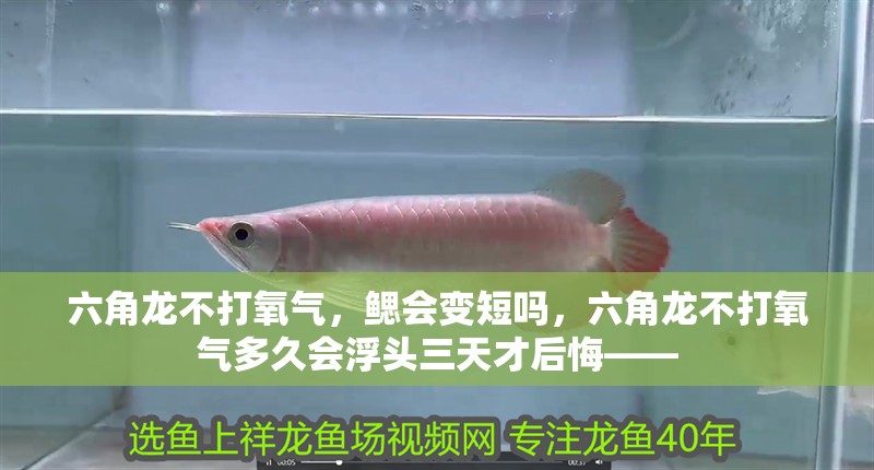 六角龍不打氧氣，鰓會變短嗎，六角龍不打氧氣多久會浮頭三天才后悔——