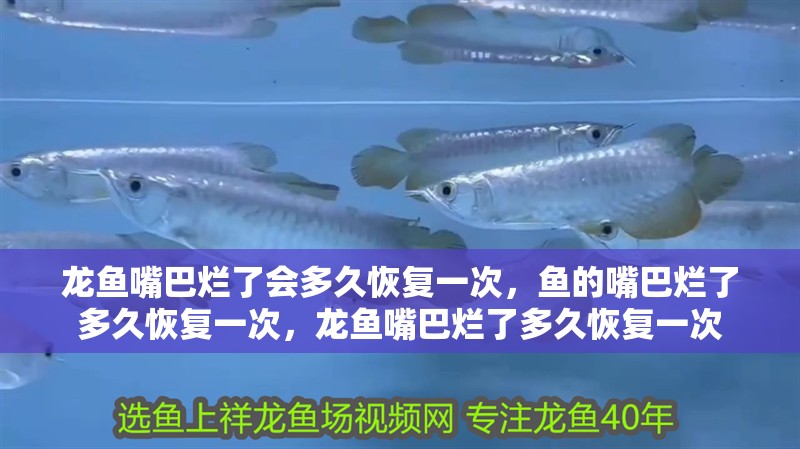 龍魚嘴巴爛了會多久恢復一次，魚的嘴巴爛了多久恢復一次，龍魚嘴巴爛了多久恢復一次