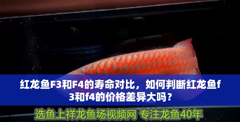 紅龍魚F3和F4的壽命對比，如何判斷紅龍魚f3和f4的價格差異大嗎？